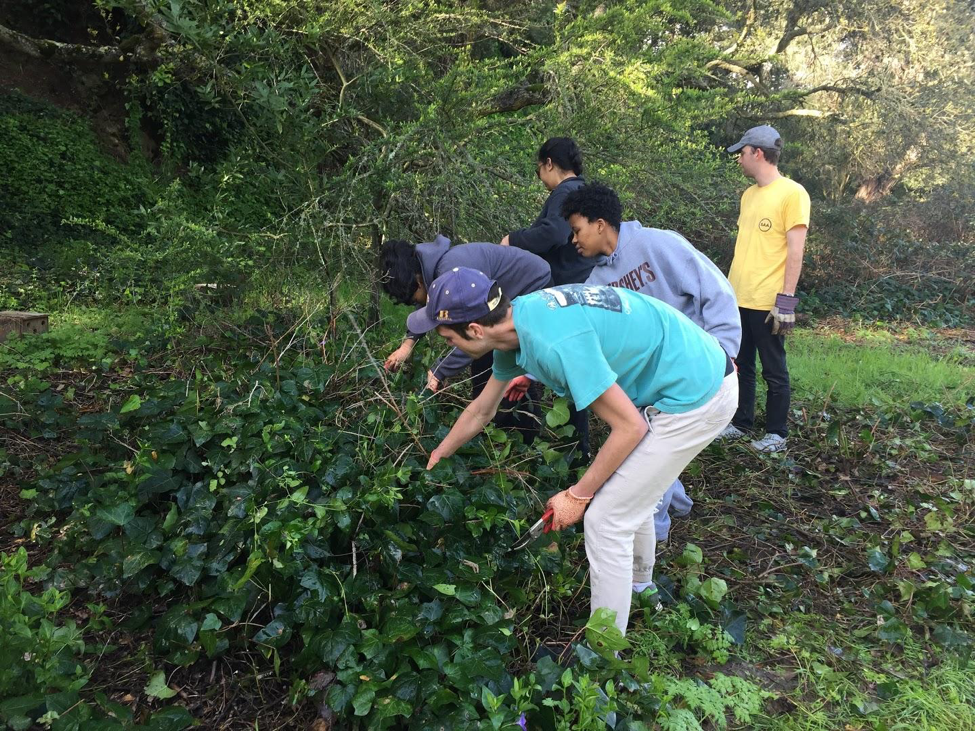 Invasive species removal at Sasual Creek